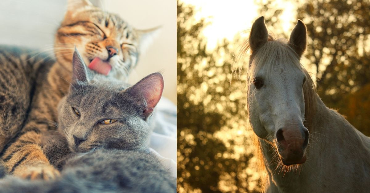 10 of the Most Expensive Pets in the World