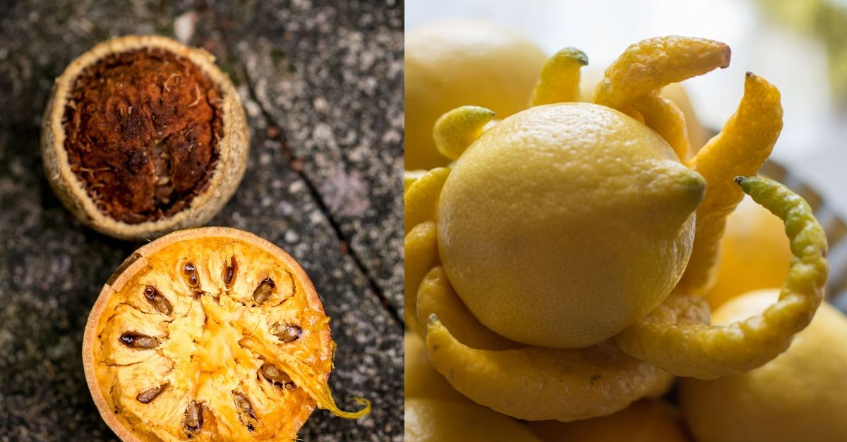 10 Strange Fruits From Around the World