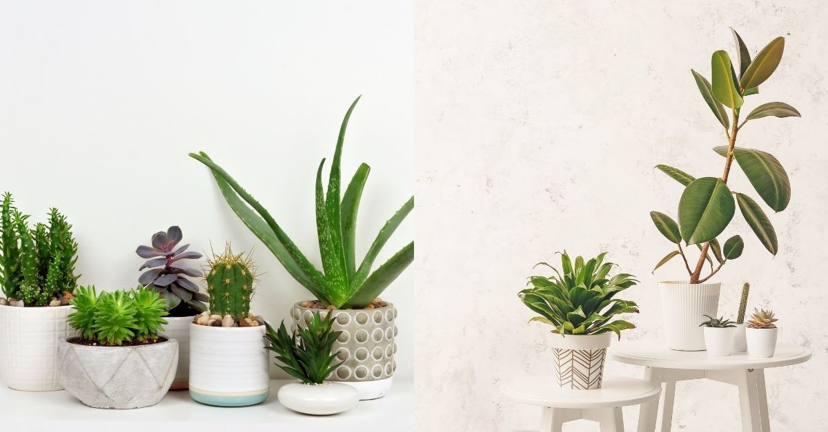 8 Easy Care Houseplants To Green-ify Your Space In Malaysia