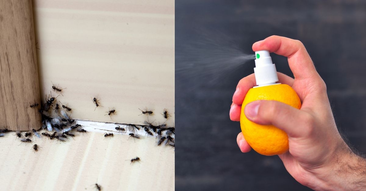 How To Get Rid Of Ants From Your Home