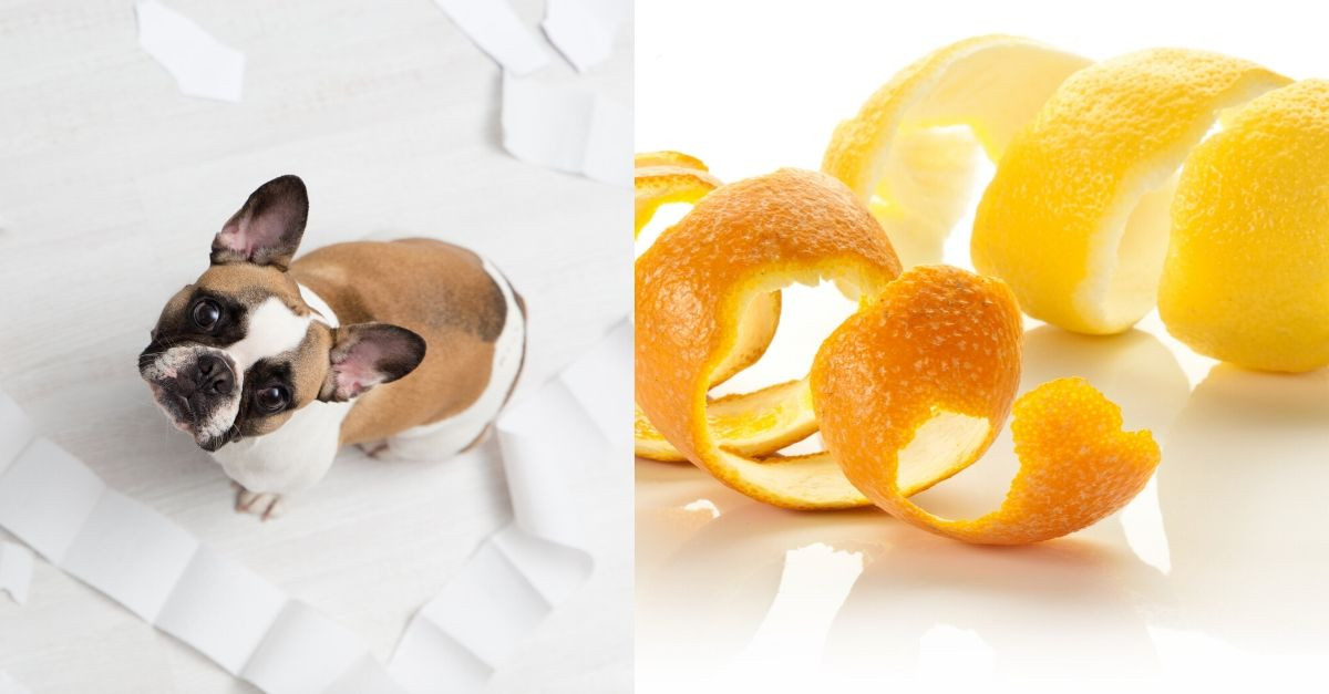 8 Cleaning Hacks Every Pet Owner Needs to Know