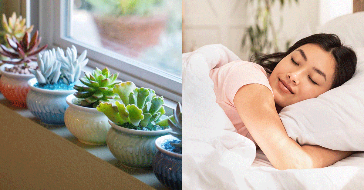 8 Benefits You Can Get From Having Succulents At Home