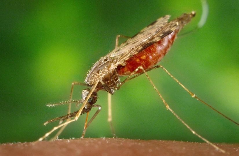 the most common disease in malaysia